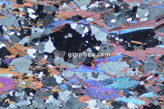 Gneiss à 2 micas LPA x10 - gryphea.com